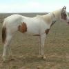 foal out of APHA overo dam
photo courtesy Painted Sky Ranch

This a filly is now being shown in Halter, Western Pleasure, Rodeo and also used as a trail horse.