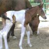 foal out of QH dam
photo courtesy Painted Sky Ranch