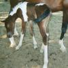 Foal out of Arabian mare
photo courtesy Painted Sky Ranch