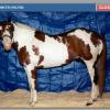 WILD DANCER
maternal grandsire to Dancer

Get include multiple APHA point earners, ROM earners, APHA Champions, Superior horse achievers.
