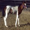 foal out of QH dam
photo courtesy Painted Sky Ranch