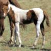 foal out ofTB dam
photo courtesy Painted Sky Ranch