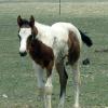 foal out of TB  dam
photo courtesy Painted Sky Ranch